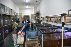 横浜の河川の魚たちの水槽展示の様子