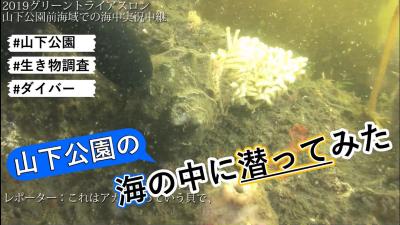 グリーントライアスロン2019水中実況中継の動画の画像