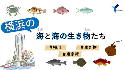 横浜の海と海の生き物たちの動画の画像