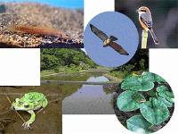 現流域・池にいる生き物の写真