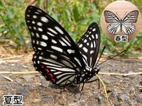アカボシゴマダラの写真