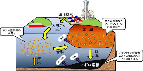 赤潮発生のイメージ図