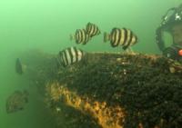 山下公園前海域を泳いでいる魚の写真