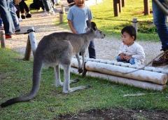 カンガルーを見つめる子どもの写真