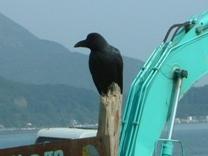 ハシブトガラスの画像