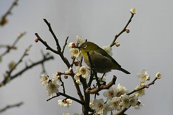 めじろ