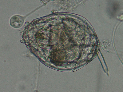 微生物1