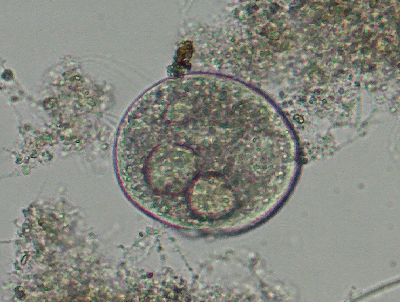 微生物2