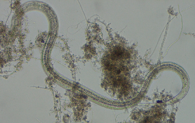 微生物3