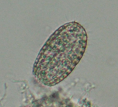 微生物7