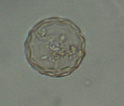 微生物8