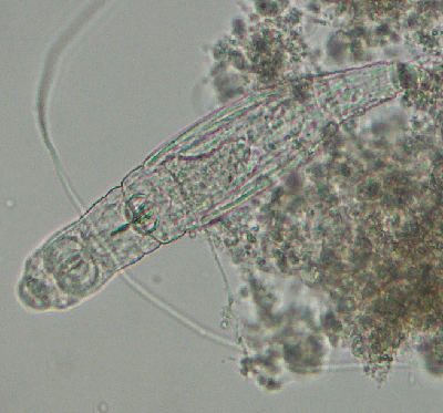 微生物9