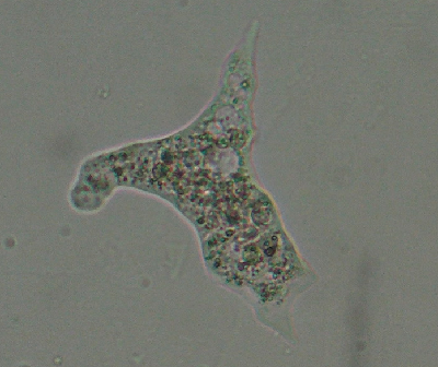 微生物15