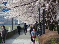 桜並木の写真