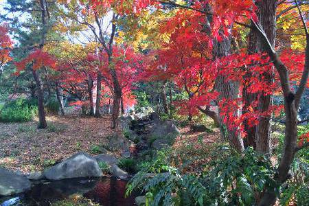 紅葉