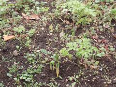 １月17日発芽状況