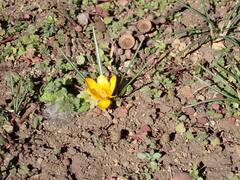 ２月６日開花状況