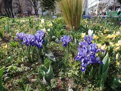 ３月10日開花状況