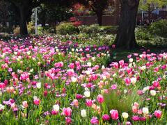 ４月４日開花状況