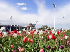 ４月17日開花状況