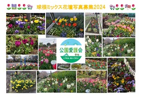 球根ミックス花壇写真募集2024