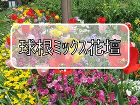 球根ミックス花壇