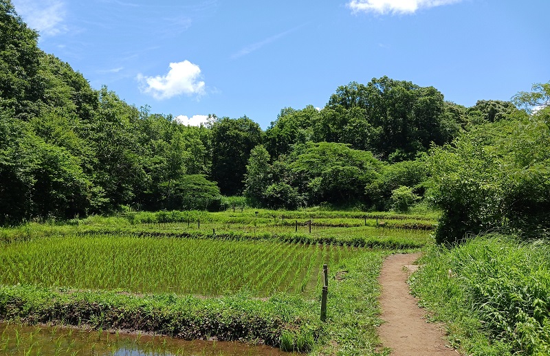 舞岡公園水田
