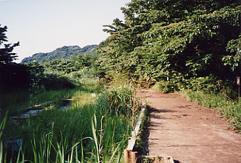 横浜自然観察の森の夏の写真