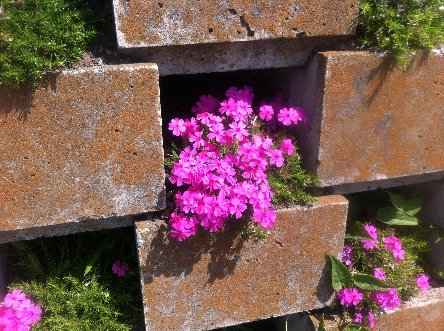 緑化整備した花