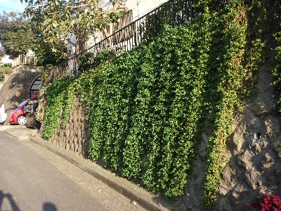 緑化整備２