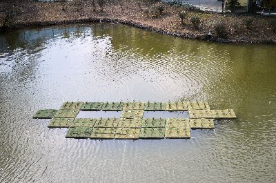 水生植物等を植栽した浮島の写真