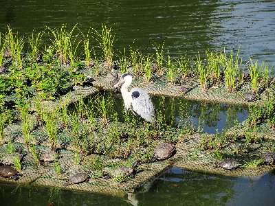 水鳥の写真
