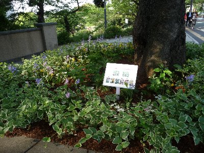 緑化整備その後