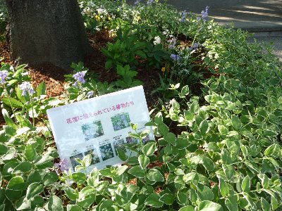 緑化活動１