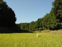 谷戸と里山の写真