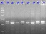 ＰＣＲ法を用いた雌雄判別