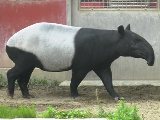 ブレンディング側面