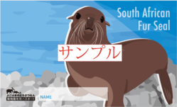 ミナミアフリカオットセイ