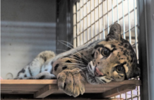 ウンピョウの写真