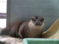 ユーラシアカワウソの写真