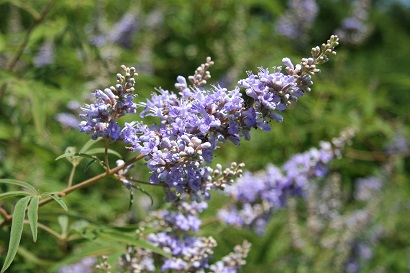 薄紫の花の写真
