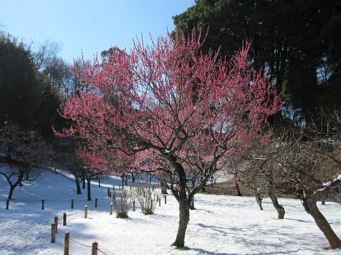 梅園の写真