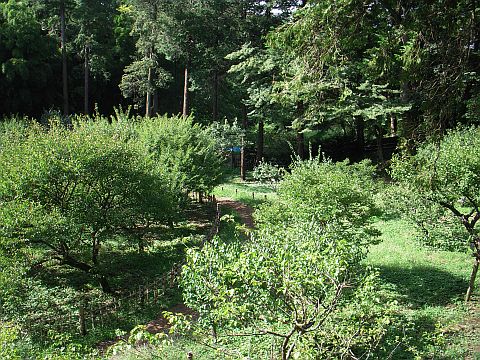 梅園の夏の様子