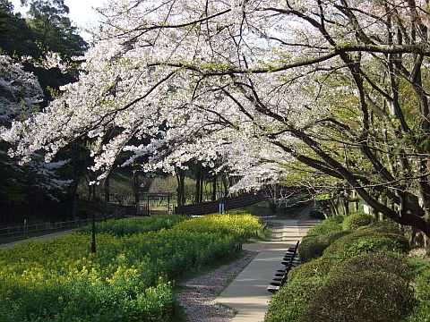 花畑の写真