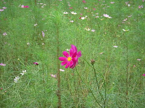 花畑の写真