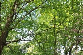 園内の樹林の写真