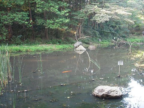 池の写真