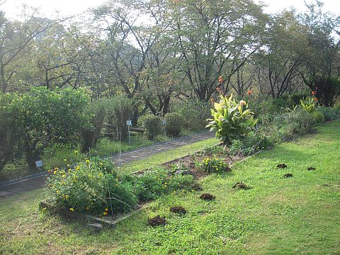 芝生の広場