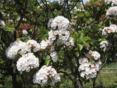 カルミアの花