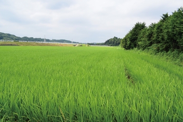 田んぼの様子